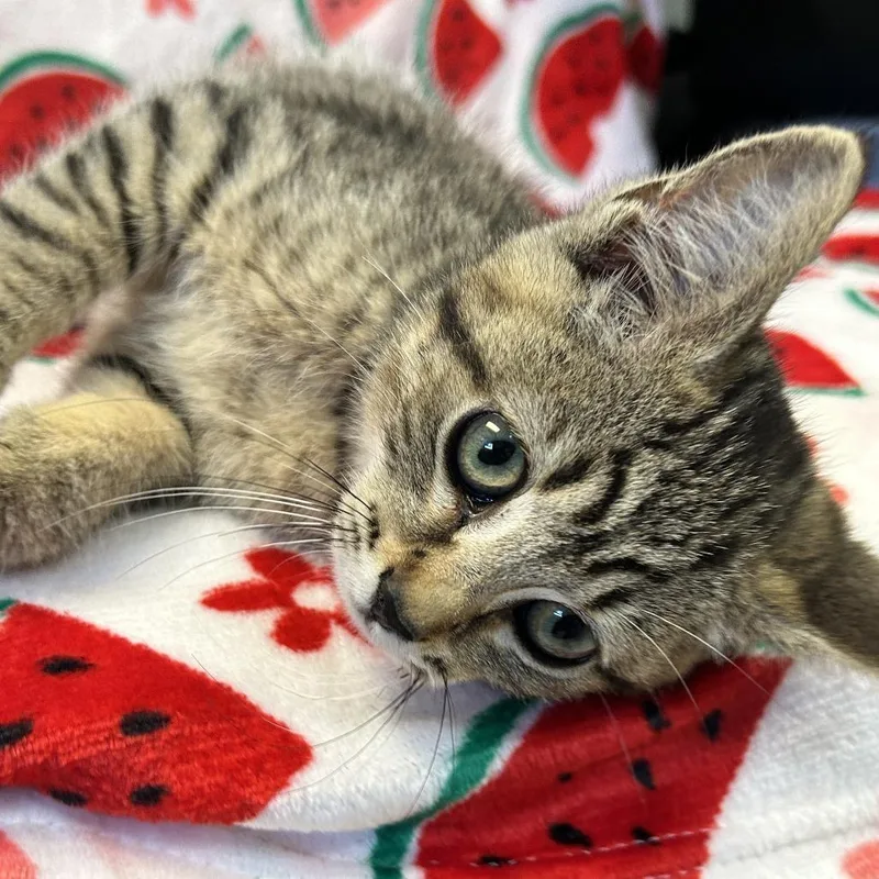A baby small-sized female Brown / Chocolate Domestic Short Hair cat named Twiggy the Dough Kneader for adoption in Kittanning, PA