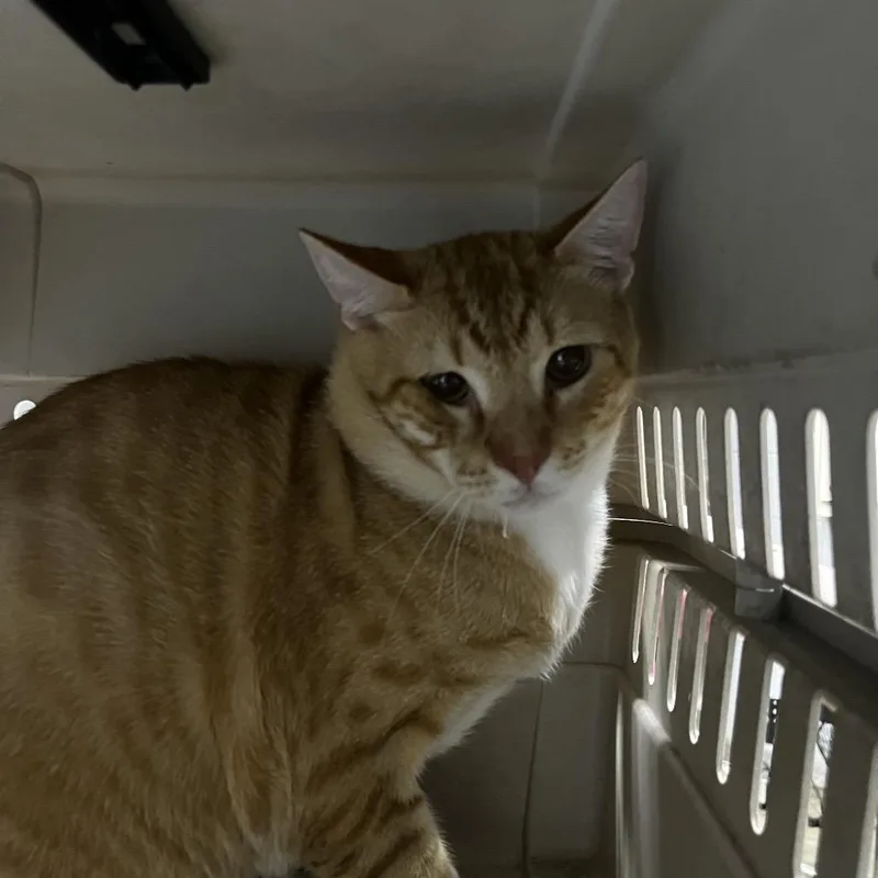 An adult extra large-sized male Orange / Red Domestic Short Hair cat named Danny for adoption in Summerville, SC