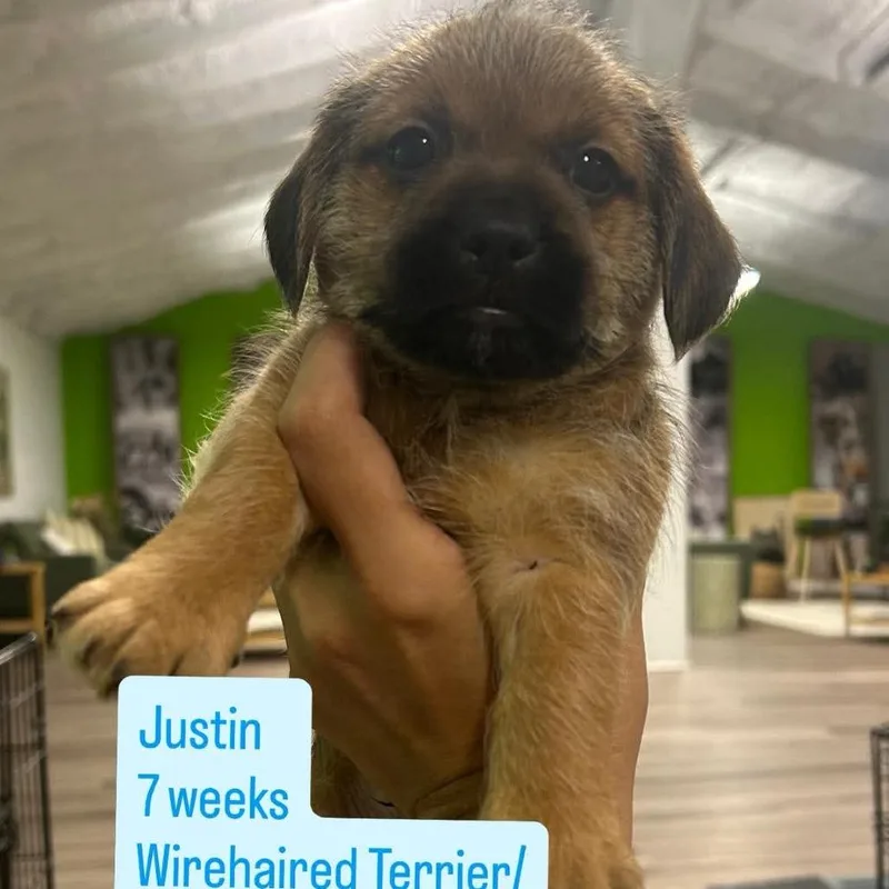 A baby small-sized male Wirehaired Terrier dog named Justin for adoption in Tampa, FL