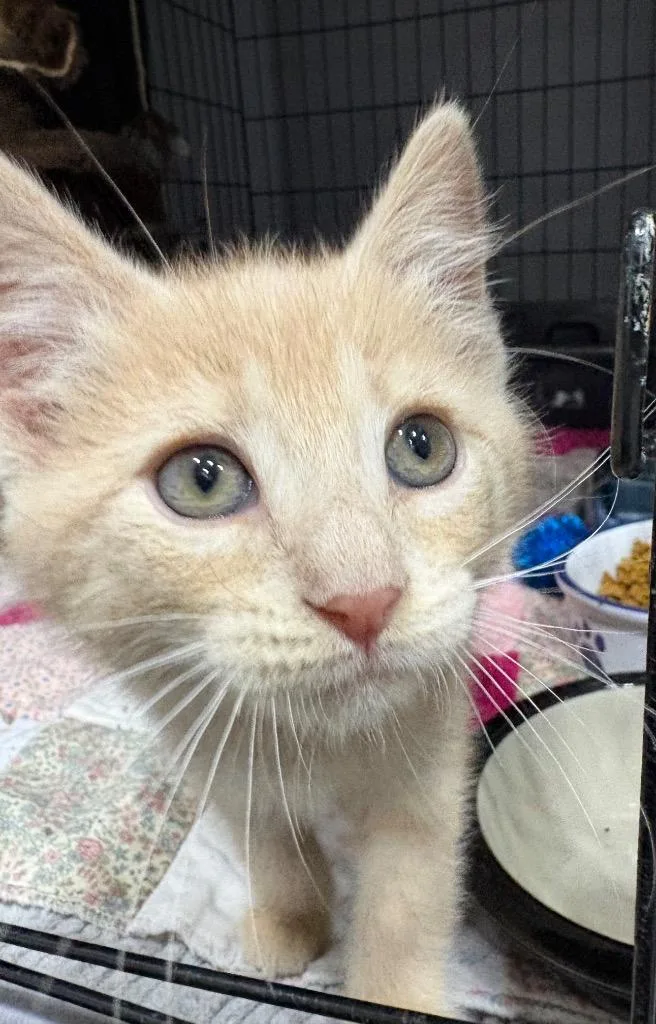 A baby small-sized male Domestic Short Hair cat named Alvin for adoption in Kell, IL