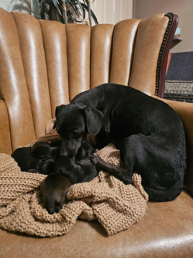 A baby small-sized male Black Chiweenie dog named Bolt for adoption in Chesnee, SC