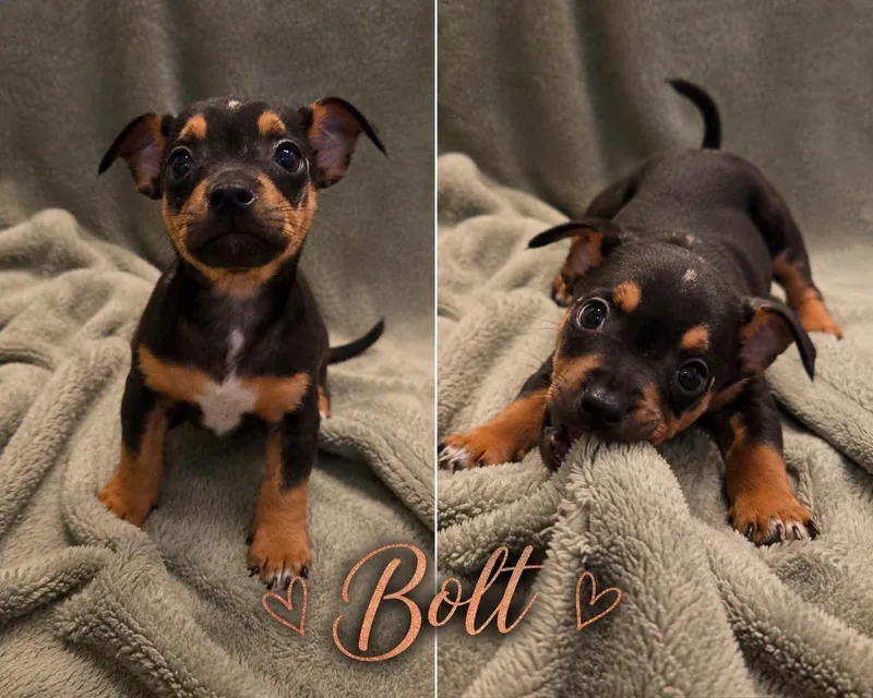 Bolt thumbnail 2