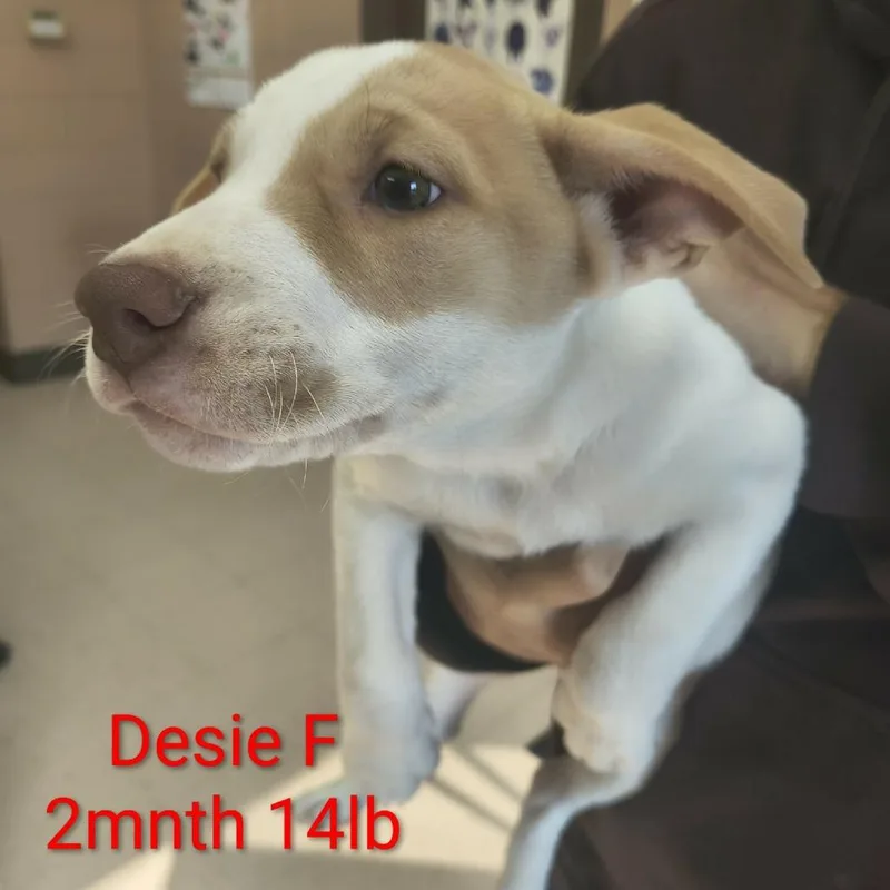 A baby medium-sized female White / Cream Mixed Breed dog named Desie for adoption in Fairfax Station, VA