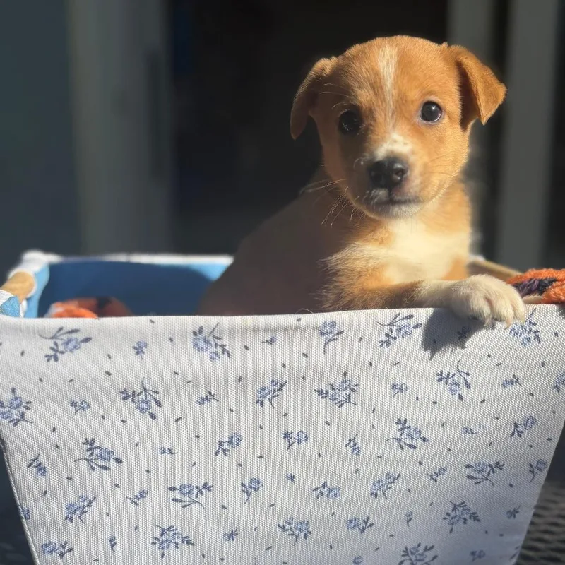A baby small-sized male Brown / Chocolate Mixed Breed dog named Joey for adoption in Buffalo, MN