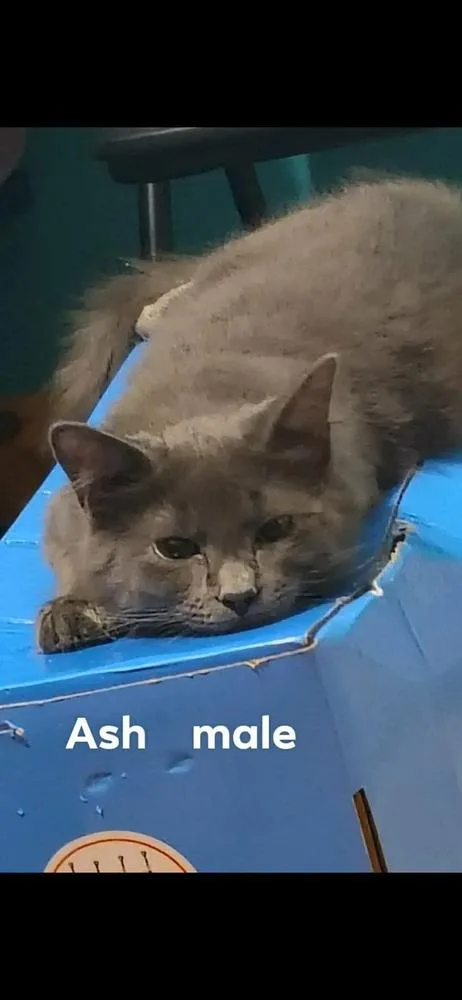 A baby small-sized male American Shorthair cat named Ash for adoption in Bremen, OH