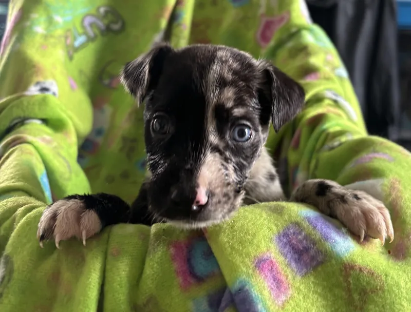 A baby medium-sized male Catahoula Leopard Dog dog named Mick for adoption in GREENVILLE, NC