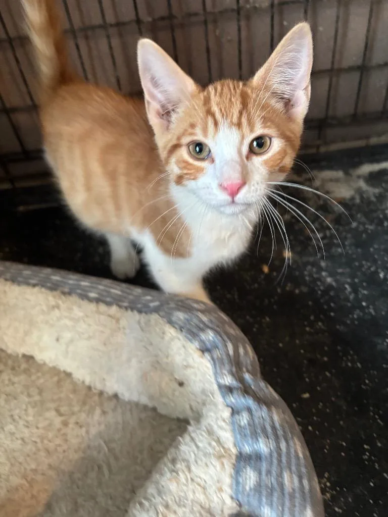 A baby small-sized male Domestic Short Hair cat named Caleb for adoption in Camp Hill, PA