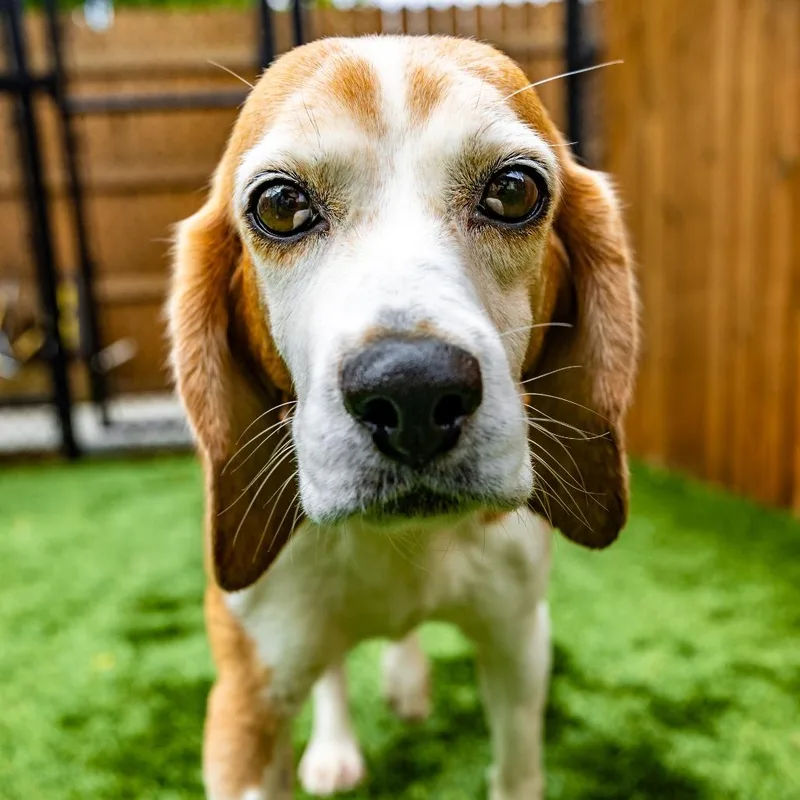 A senior small-sized female Brown / Chocolate Beagle dog named Sesame for adoption in Naperville, IL