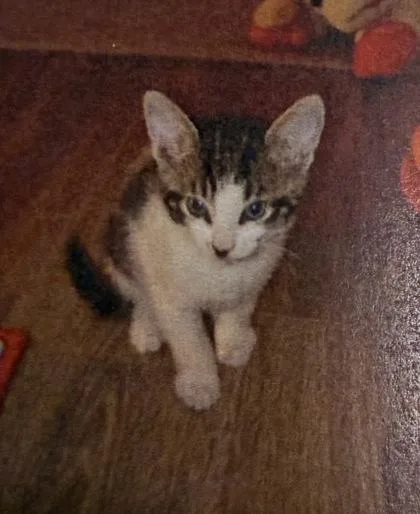 A baby medium-sized male Domestic Short Hair cat named Ollie for adoption in West Chester, PA