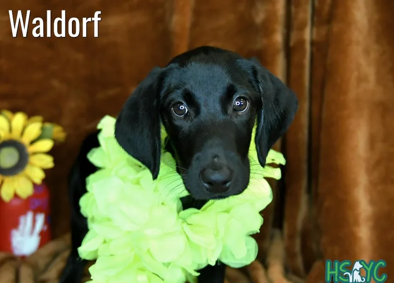 Waldorf