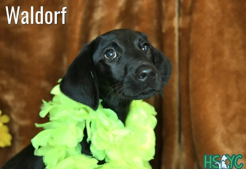 Waldorf thumbnail 2