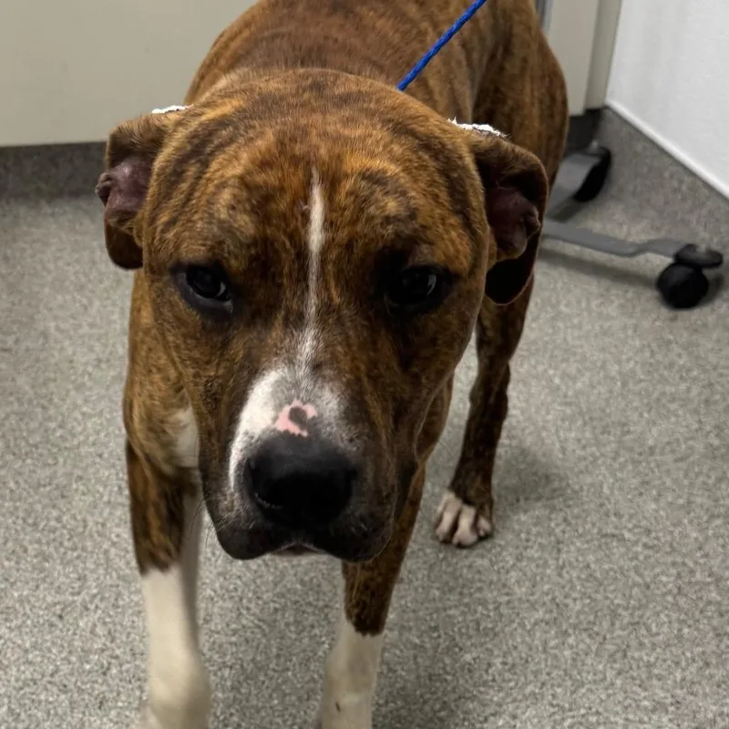 A young medium-sized male Brindle Pit Bull Terrier dog named Sir Loin for adoption in Matteson, IL
