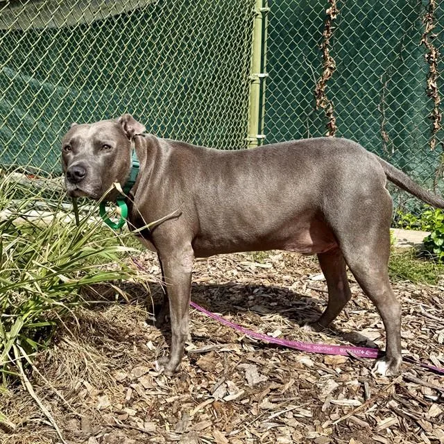 An adult medium-sized male Pit Bull Terrier dog named Donny for adoption in Leesburg, VA