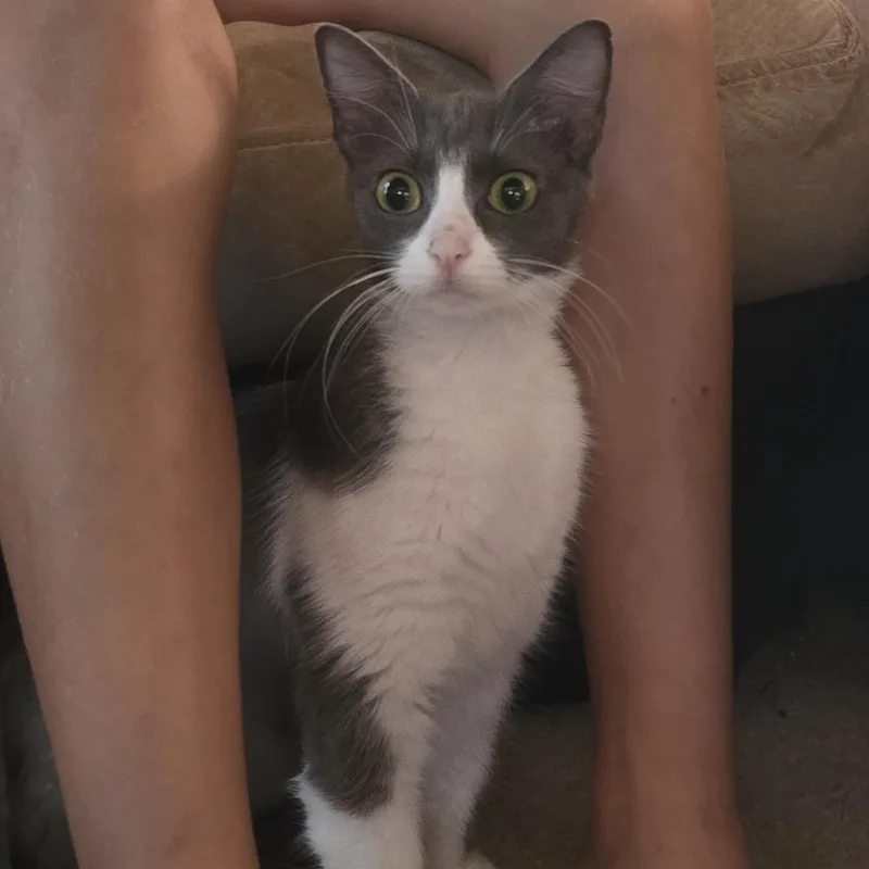 An adult medium-sized female Domestic Short Hair cat named Seraphina for adoption in Cumming, GA
