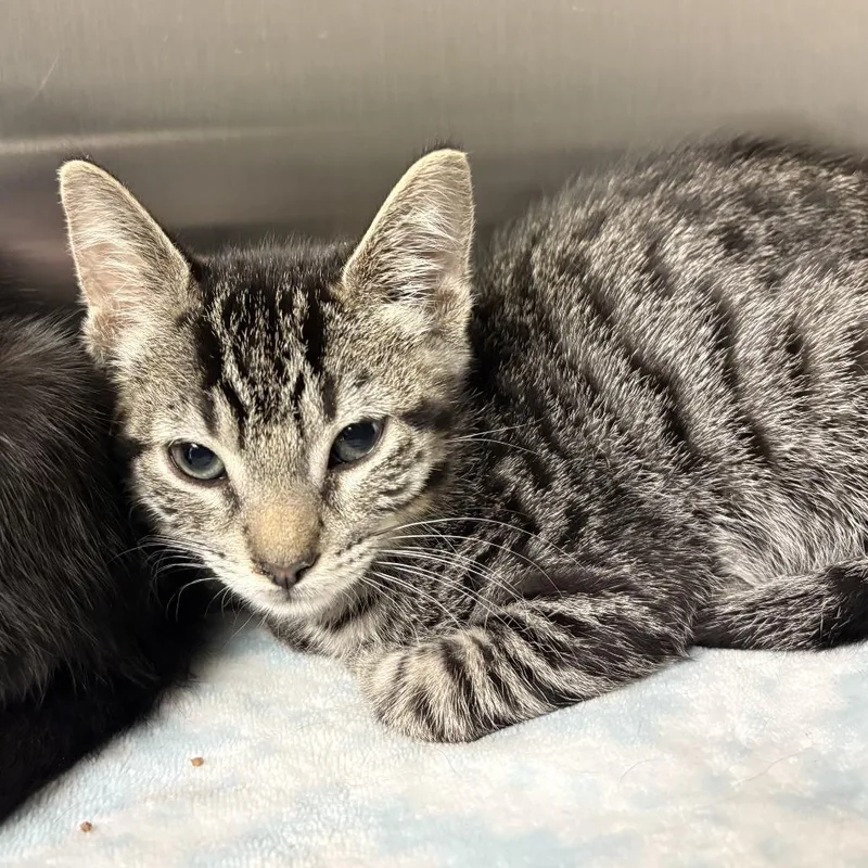A baby small-sized male Gray / Blue / Silver Domestic Short Hair cat named Spike for adoption in Hemet, CA