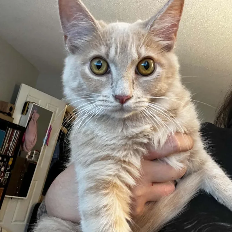 A baby small-sized female Domestic Medium Hair cat named Mai Tai for adoption in Durham, NC