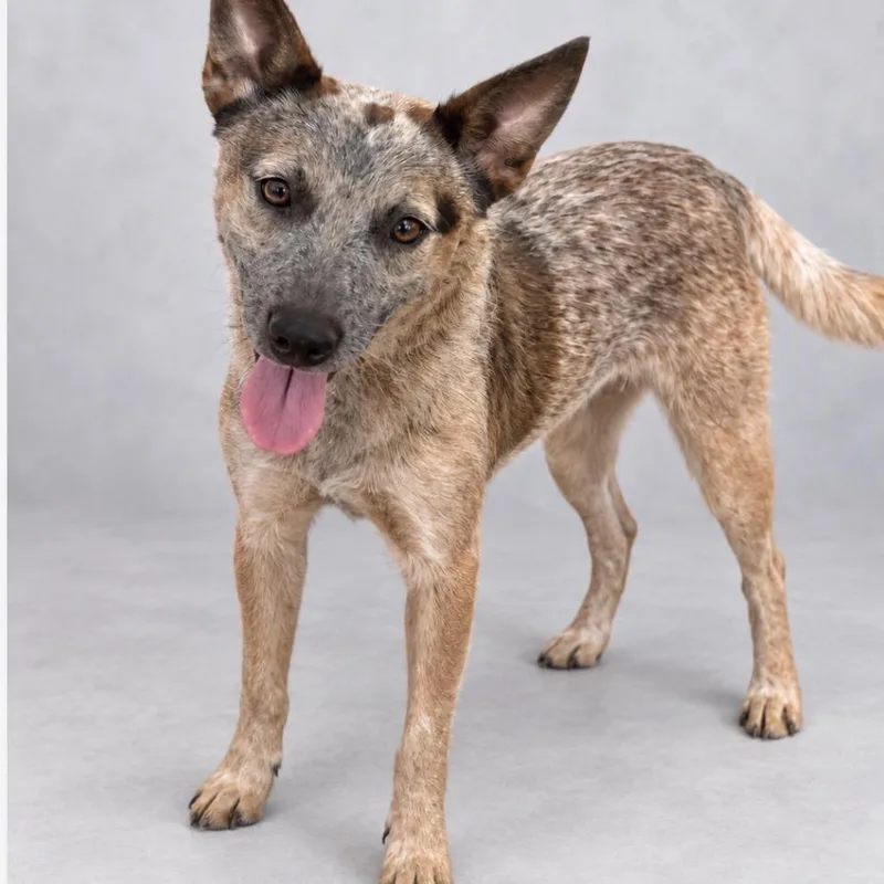 A young medium-sized male Cattle Dog dog named Simon for adoption in Phoenix, AZ