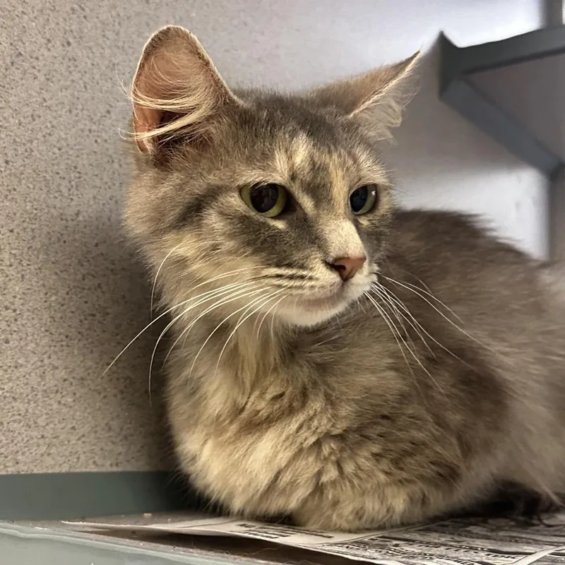 A young small-sized female Gray / Blue / Silver Domestic Short Hair cat named Fluffy for adoption in Red House, WV