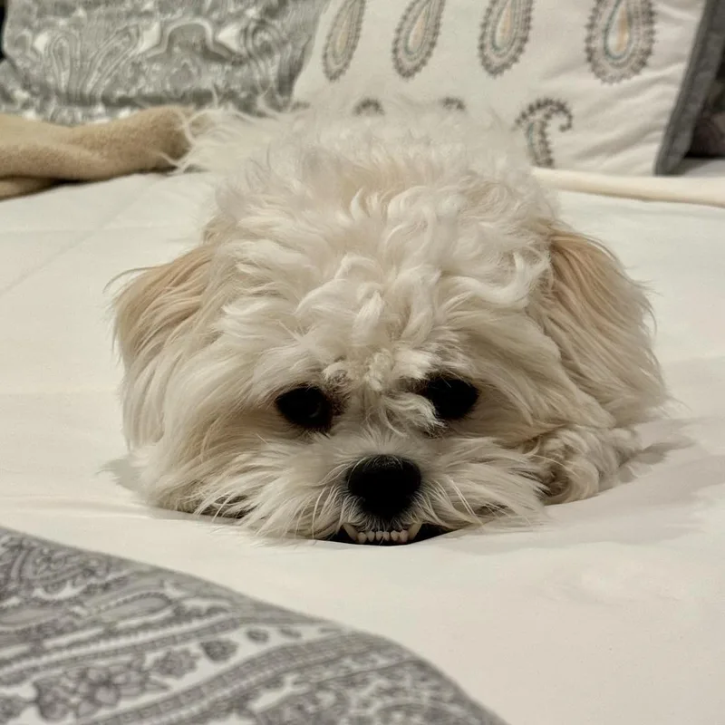 Bella thumbnail 3