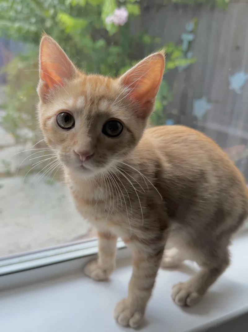 A baby medium-sized female Domestic Short Hair cat named Button for adoption in Austin, TX