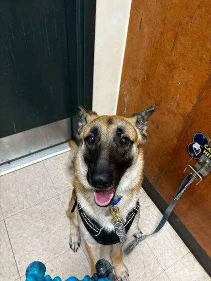 A young large-sized male German Shepherd Dog dog named Kayman for adoption in Burlington, WA