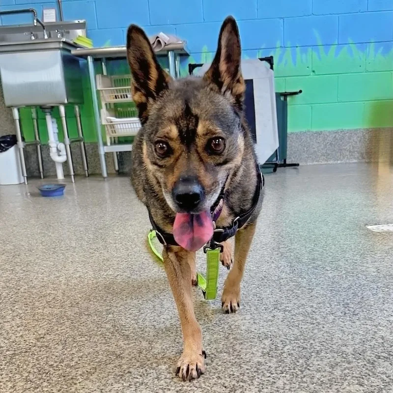 An adult medium-sized male Black Mixed Breed dog named Dave for adoption in Falls Church, VA