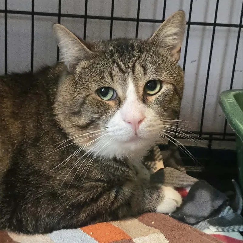 A senior small-sized male Domestic Short Hair cat named Barrel for adoption in Salisbury, MA