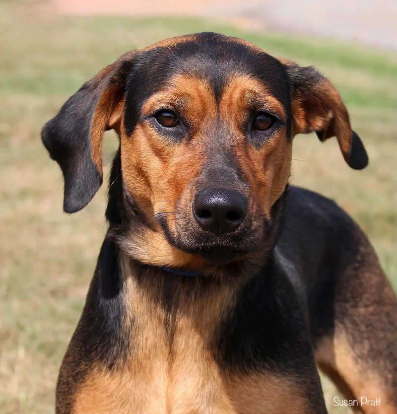 An adult medium-sized female Bicolor Black and Tan Coonhound dog named Vanera for adoption in Bedford, VA