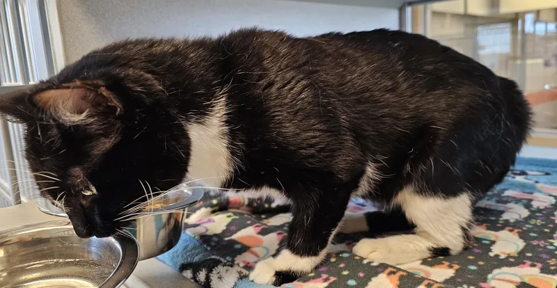 Whiskers thumbnail 2