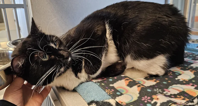 Whiskers thumbnail 3