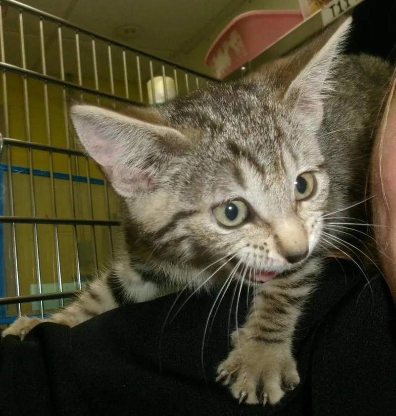 A baby small-sized male Domestic Short Hair cat named Peter for adoption in Plover, WI