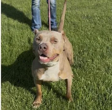 An adult medium-sized male Pit Bull Terrier dog named Maverick for adoption in Chillicothe, MO