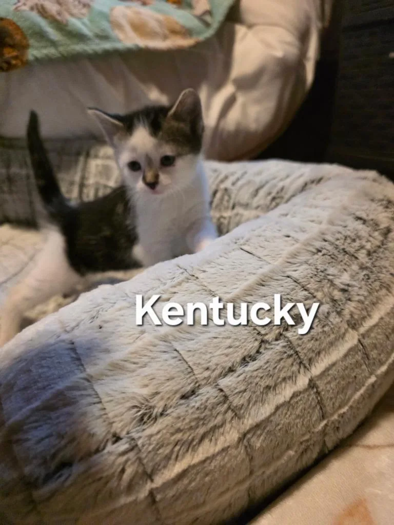 A baby small-sized female Domestic Short Hair cat named Kentucky for adoption in Glenfield, NY