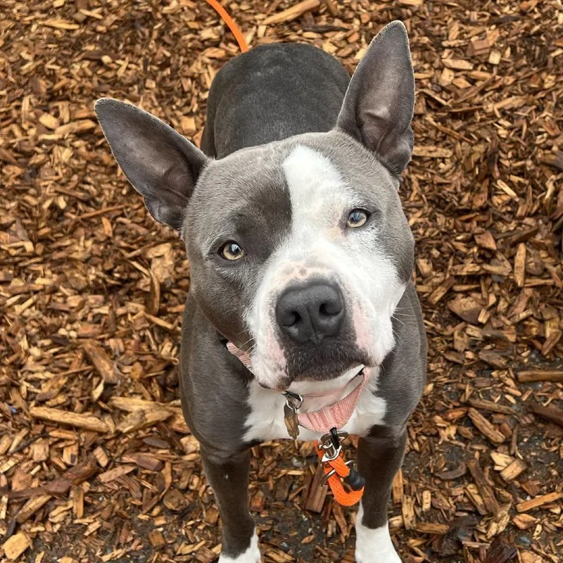 An adult medium-sized female Gray / Blue / Silver Pit Bull Terrier dog named Betty for adoption in Tacoma, WA