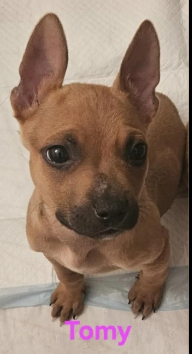 A baby medium-sized male Yellow / Tan / Blond / Fawn Shepherd dog named Tom for adoption in Elyria, OH