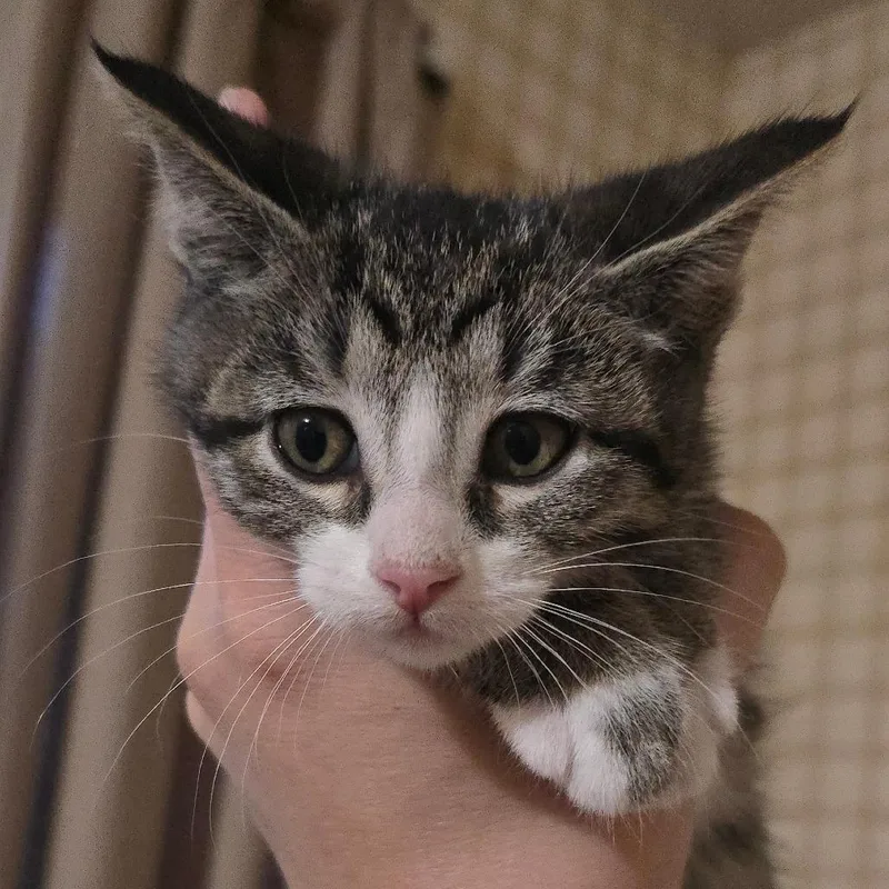 A baby small-sized female Black Domestic Short Hair cat named Ayah for adoption in Watertown, NY