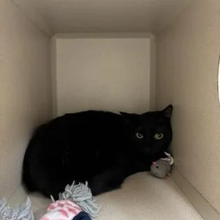 A young medium-sized female Black Domestic Short Hair cat named Fantine for adoption in Steamboat Springs, CO