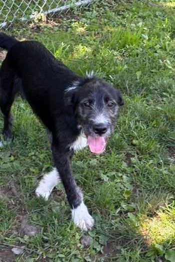 A baby medium-sized male Black Labradoodle dog named Lionel for adoption in Bedford Hills, NY