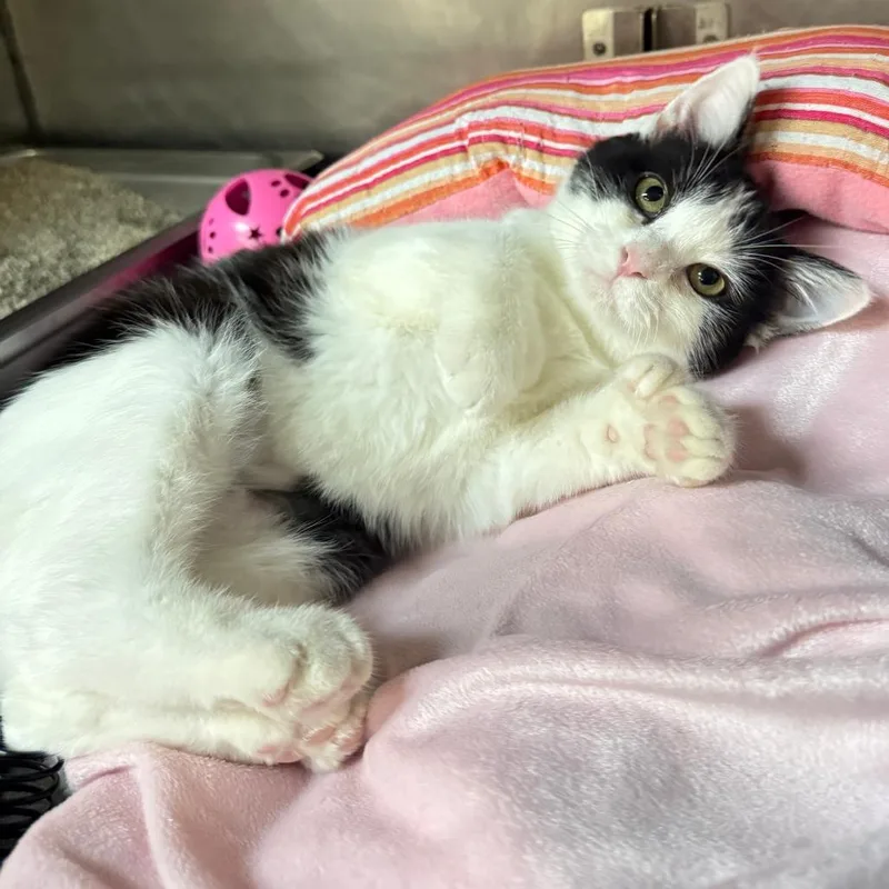 A baby small-sized female Turkish Van cat named Jill for adoption in San Jacinto, CA