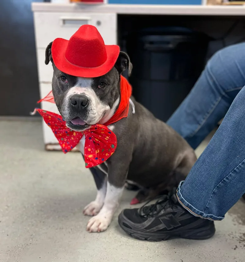 An adult large-sized male Pit Bull Terrier dog named Uncle Waldo for adoption in Vancouver, WA
