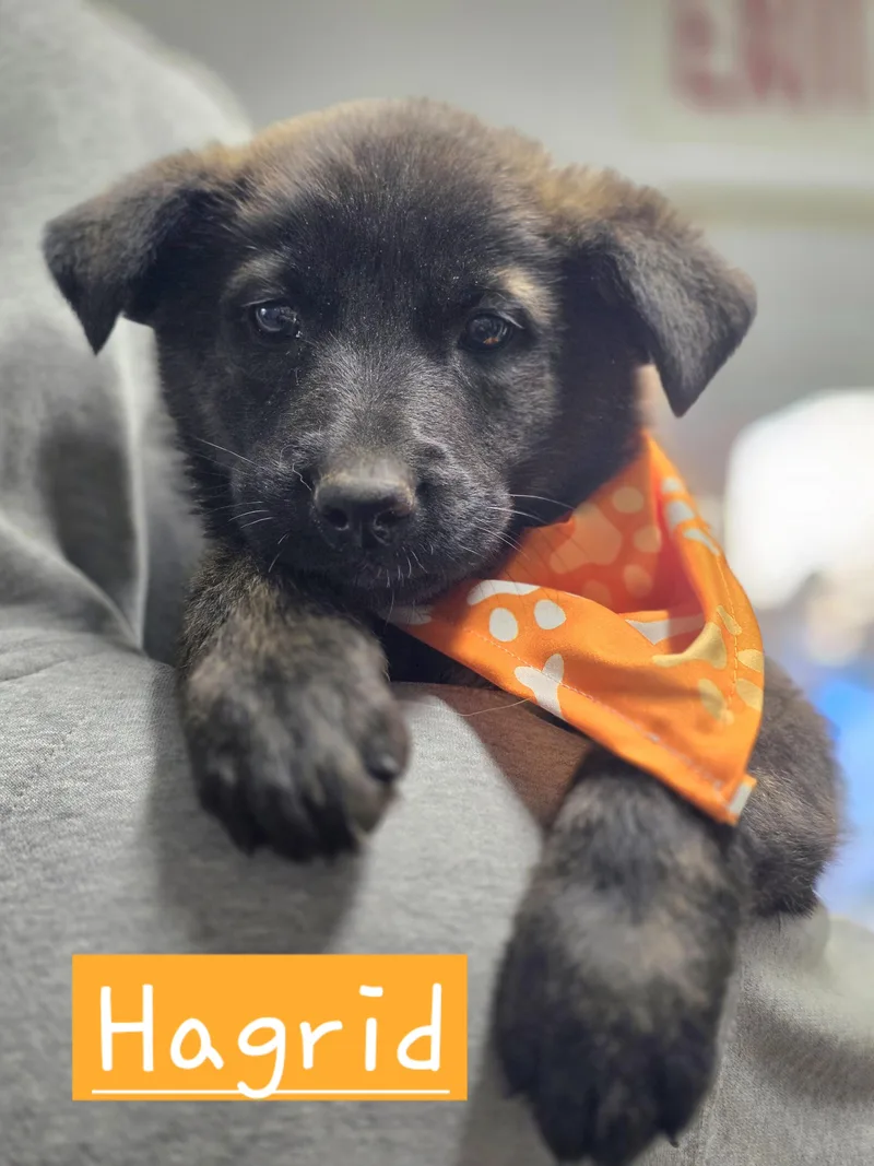 A baby medium-sized male Brindle Dutch Shepherd dog named Hagrid for adoption in Walthill, NE