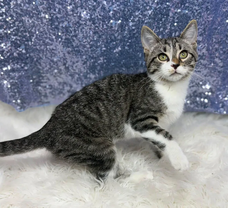 A young medium-sized male Domestic Short Hair cat named Linden for adoption in Clarkesville, GA