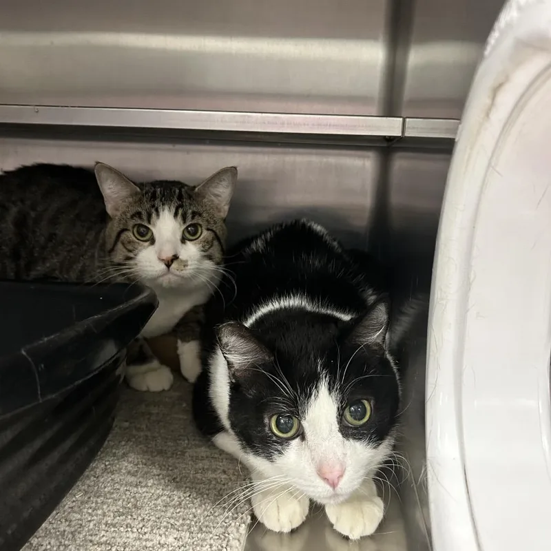 An adult large-sized male Brown / Chocolate Domestic Short Hair cat named Scampuss for adoption in Henderson, NV