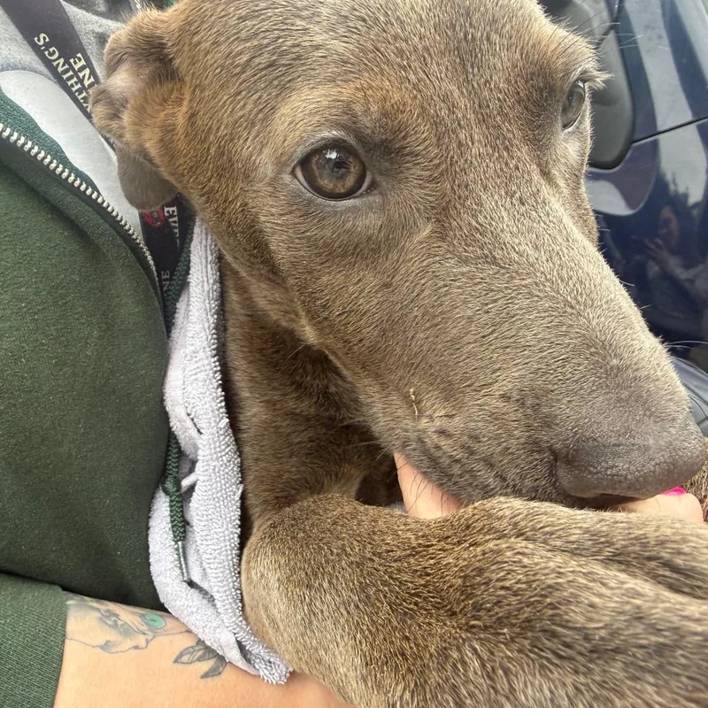 A young small-sized female Gray / Blue / Silver Mixed Breed dog named Sage  Rose for adoption in Hamilton, GA