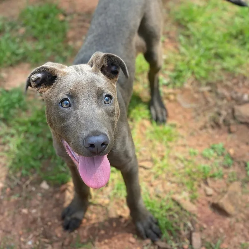 Sage  Rose thumbnail 2