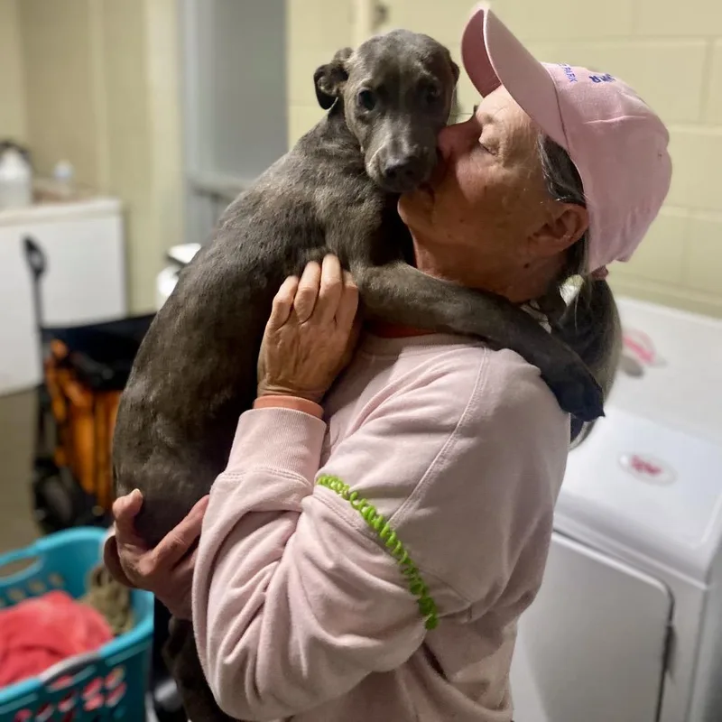 Sage  Rose thumbnail 3