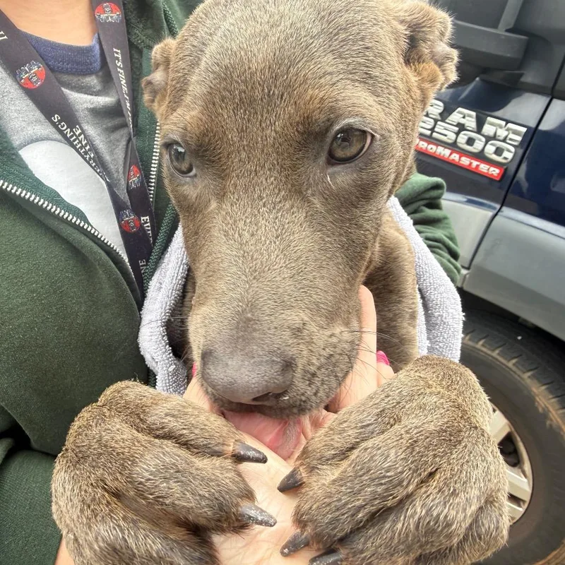 Sage  Rose thumbnail 4