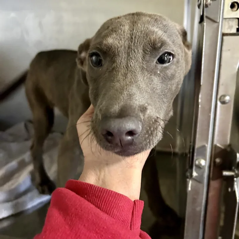 Sage  Rose thumbnail 5