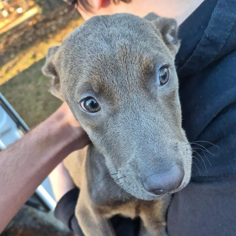 Sage  Rose thumbnail 6