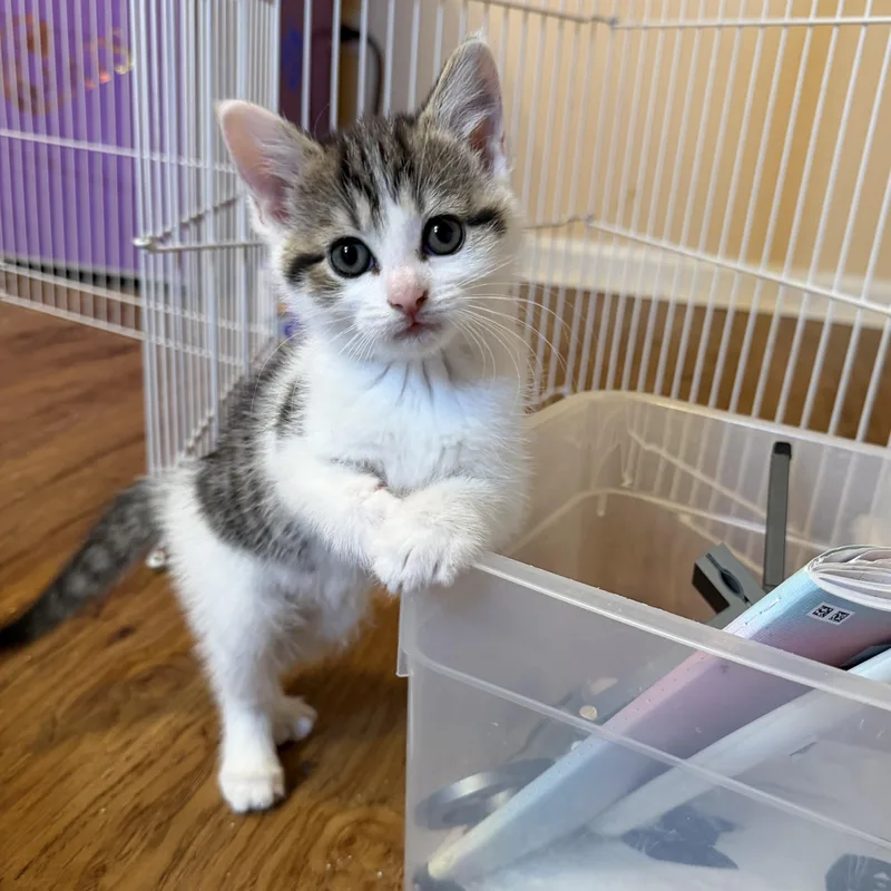 A baby medium-sized female Tabby (Brown / Chocolate) Domestic Short Hair cat named Sarsparilla for adoption in Plainfield, IL